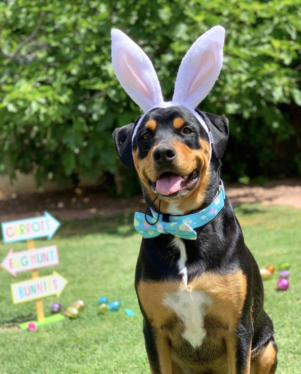 /Images/uploads/MidAmerica Rottweiler Rescue/adoptarottphotocontest/entries/10539thumb.jpg
